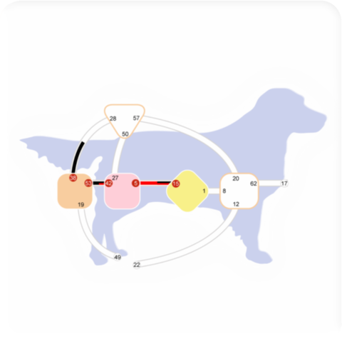 Animal Foundation chart